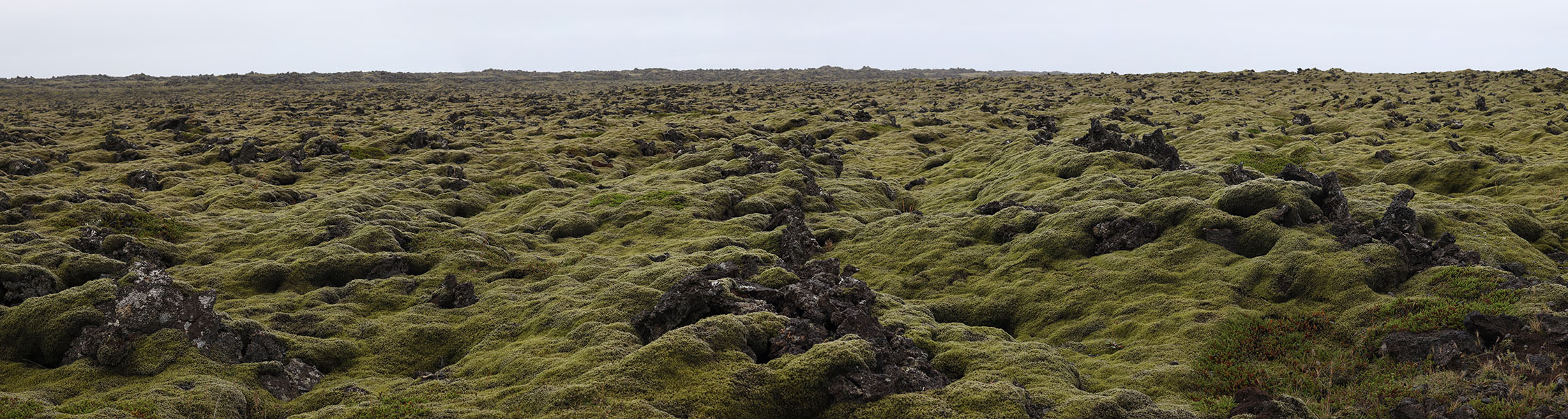 Cloudy Day Photo of Jagged Lava Field in Iceland Covered with Thick Softening Moss.